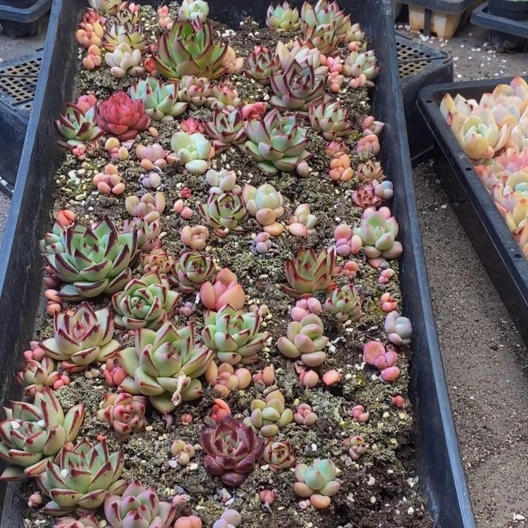 287多肉植物保护研究所所长助理