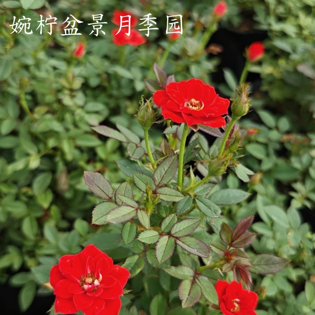「婉柠盆景月季园」小姑娘
