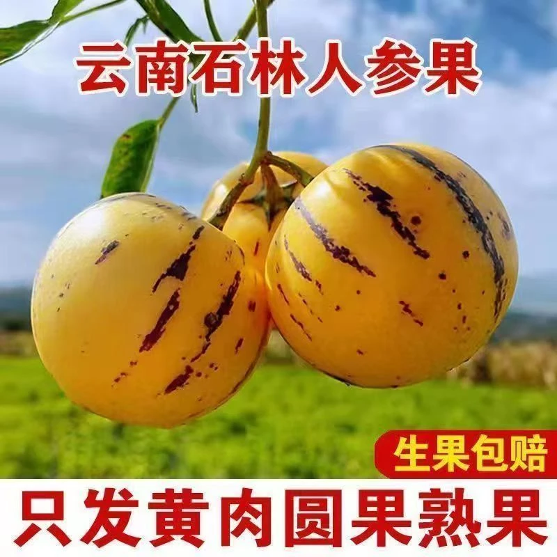 【产地直发】云南石林人参果新鲜应季孕妇清甜水果黄肉人生果树上熟