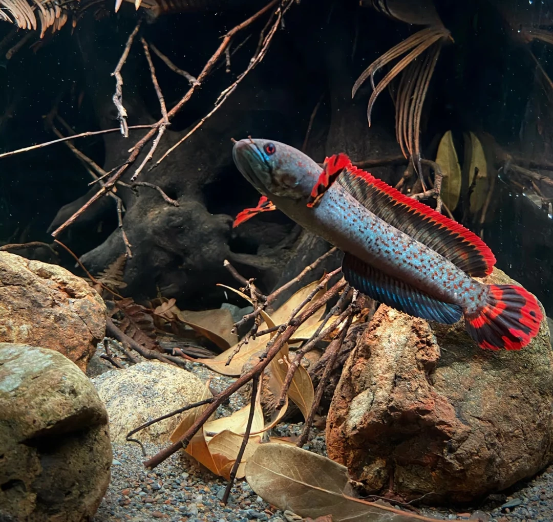 【顺丰双包】小型雷龙鱼-巧克力、七彩、酒红、奶茶、豹斑、雷波特