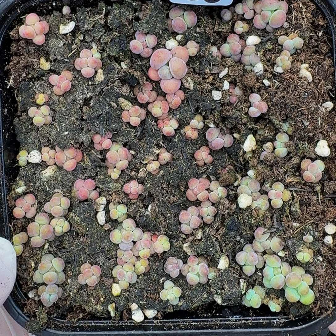 多肉植物多肉植物864