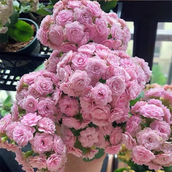 朱丽叶11cm盆重瓣长寿花