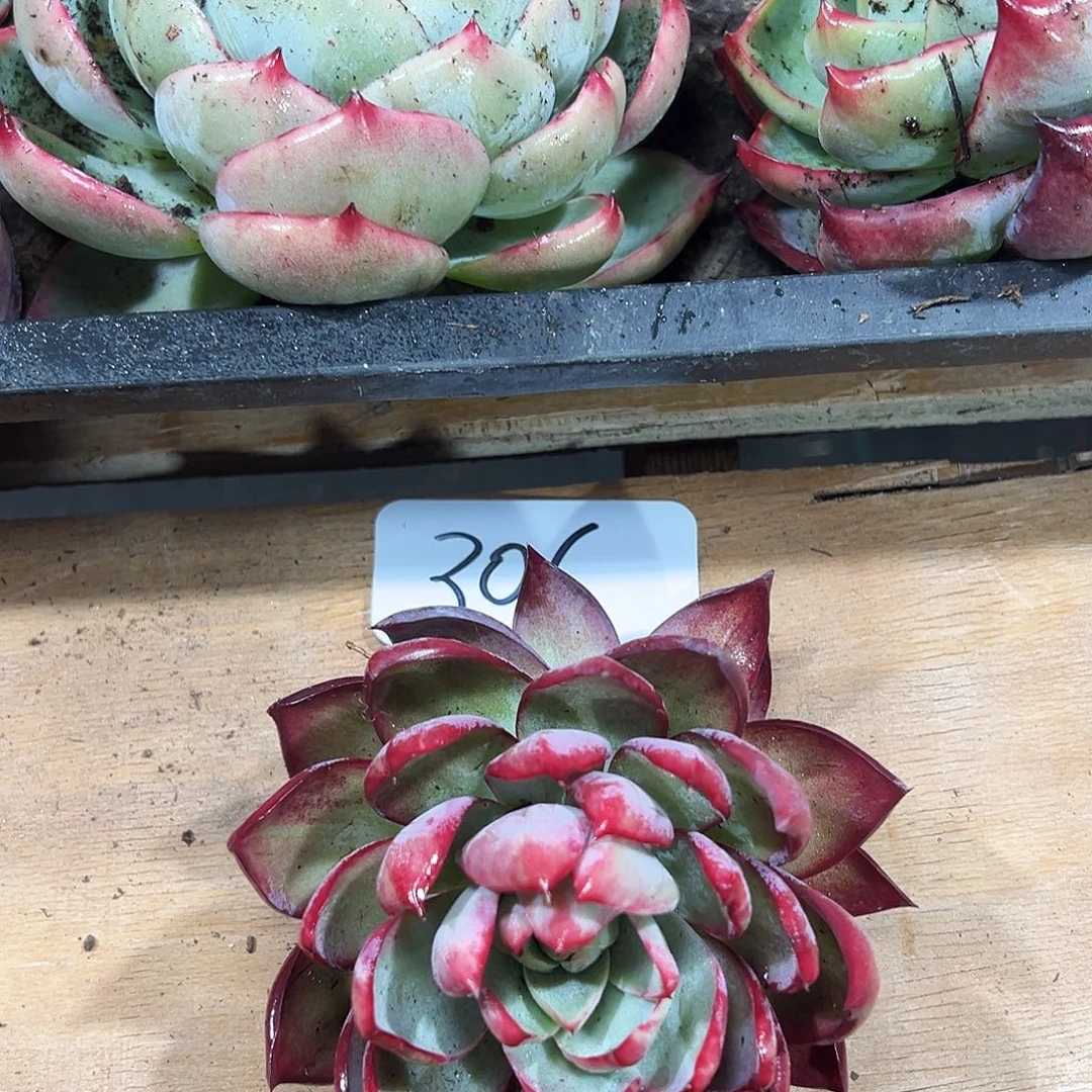 ****》惊鸿仙子一物一拍306号