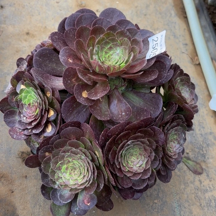 花月夜多肉处理不包断头2505