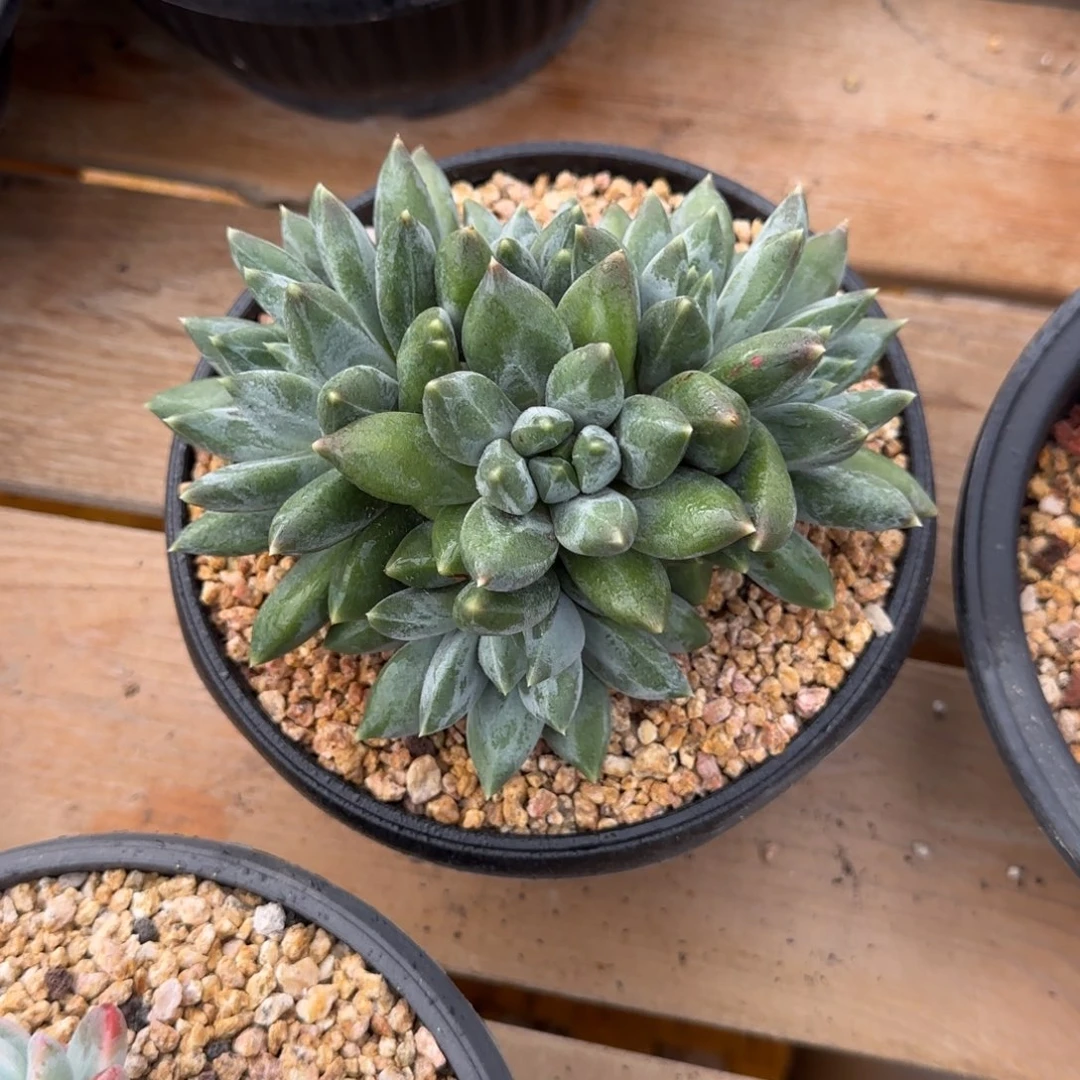 E01重楼啊啊啊啊啊