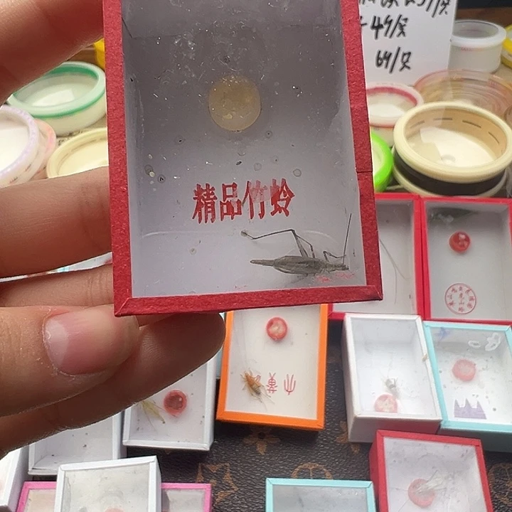 黑紫竹蛉一只。