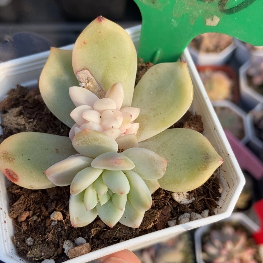 1920橙子锦多肉植物保护