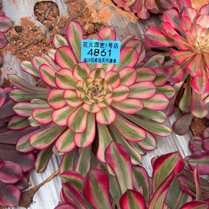 白月光4861多肉植物