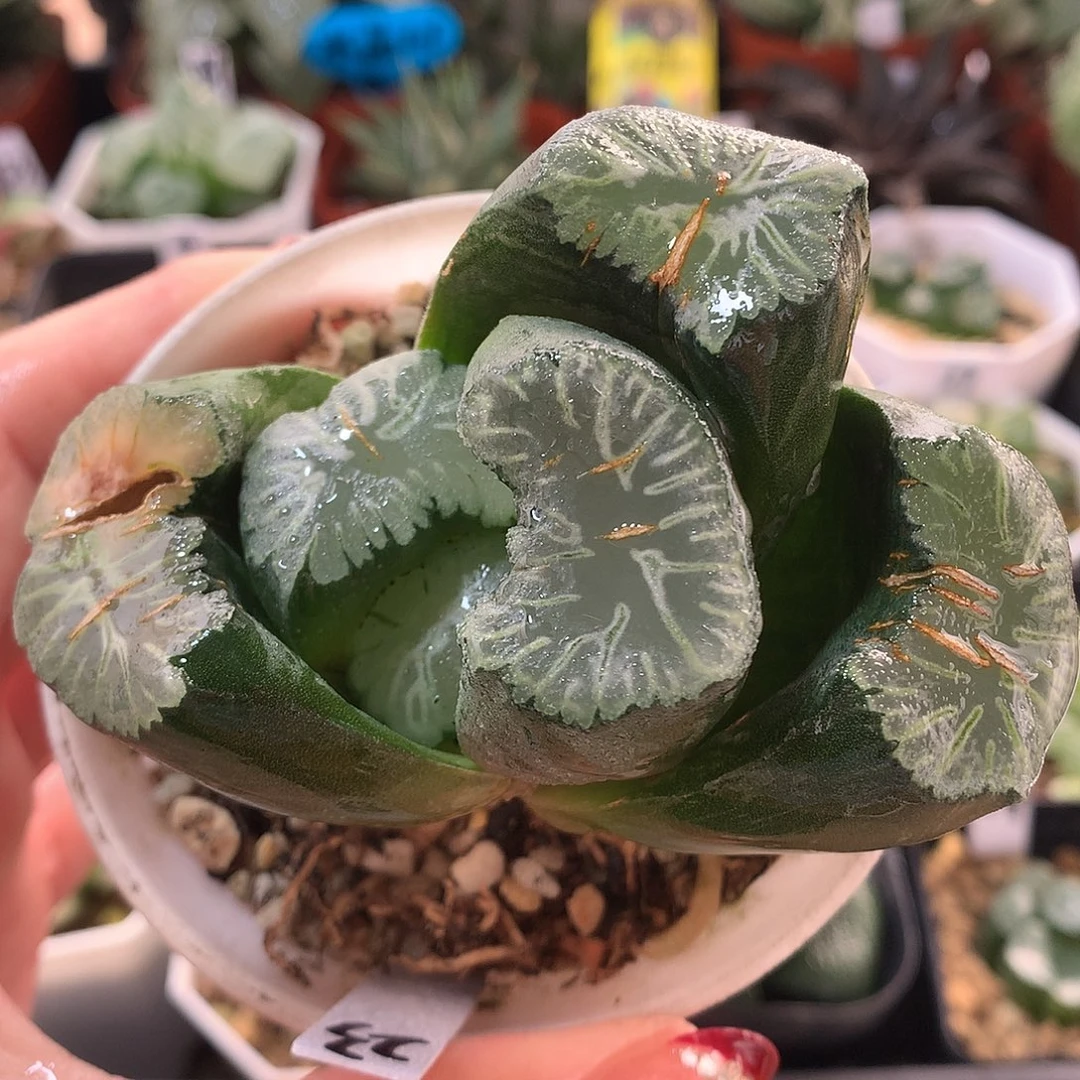 23号花菱万象带盆土