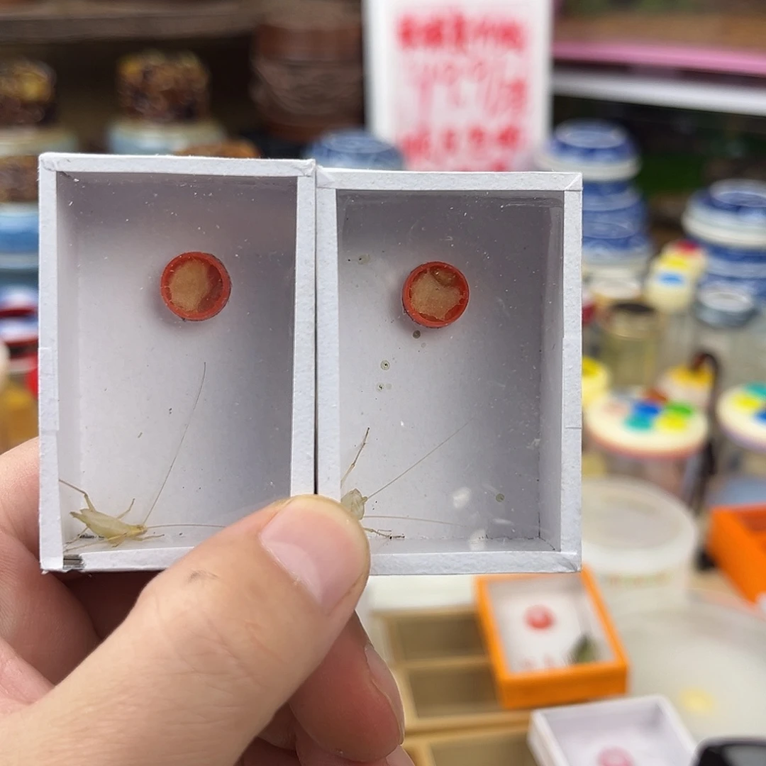 两条长须人工青竹蛉