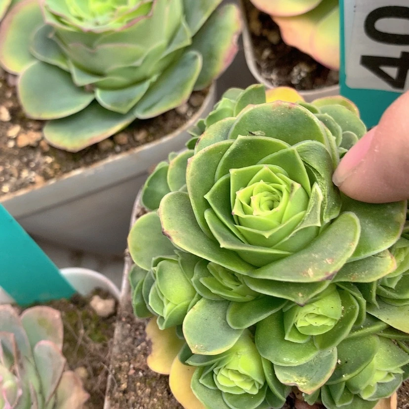 【闪购商品】yjj406星河