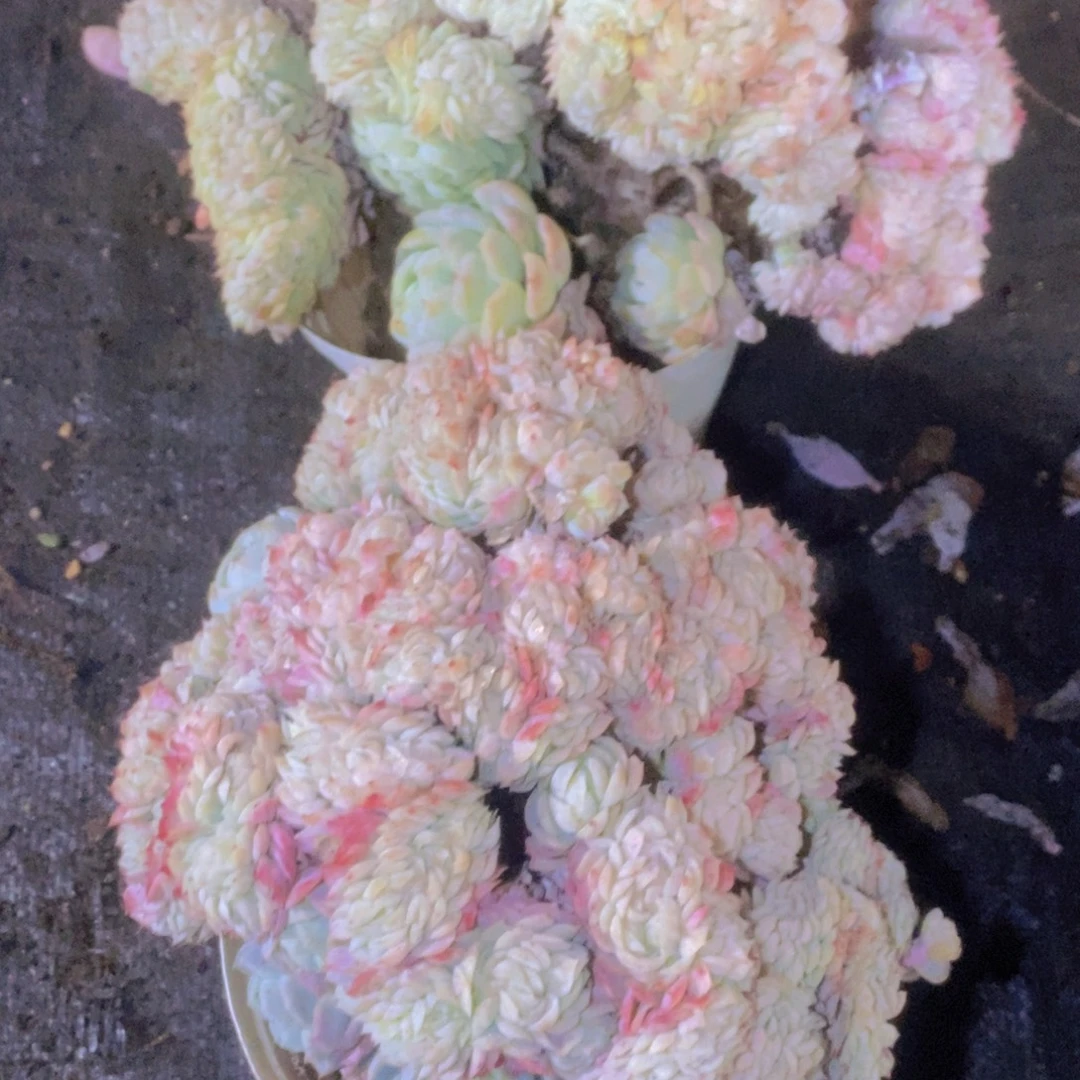 木***圣傻眼了好吧我想知道是