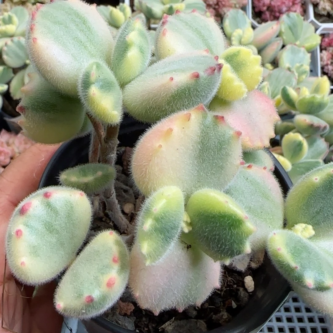 花语逸镜0125-483