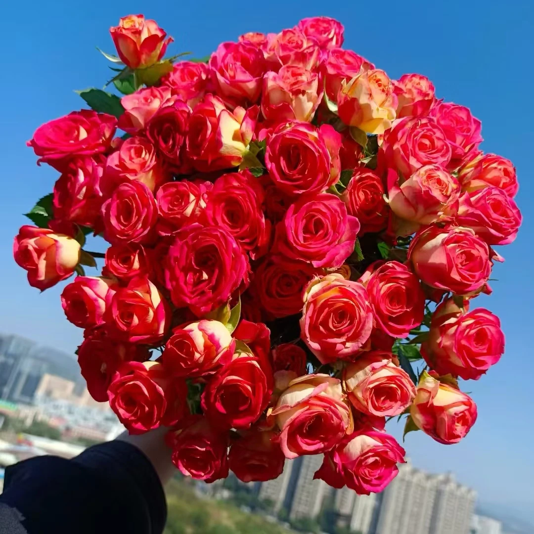 【源头优选】爱丽丝多头玫瑰-任意2单鲜花包邮 云南鲜花