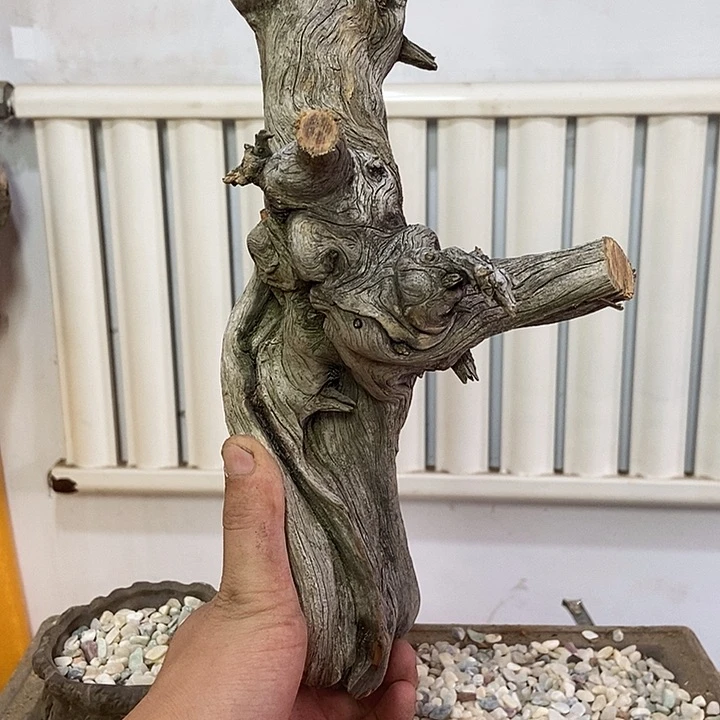 三***猫柏木崖柏根雕艺术天然