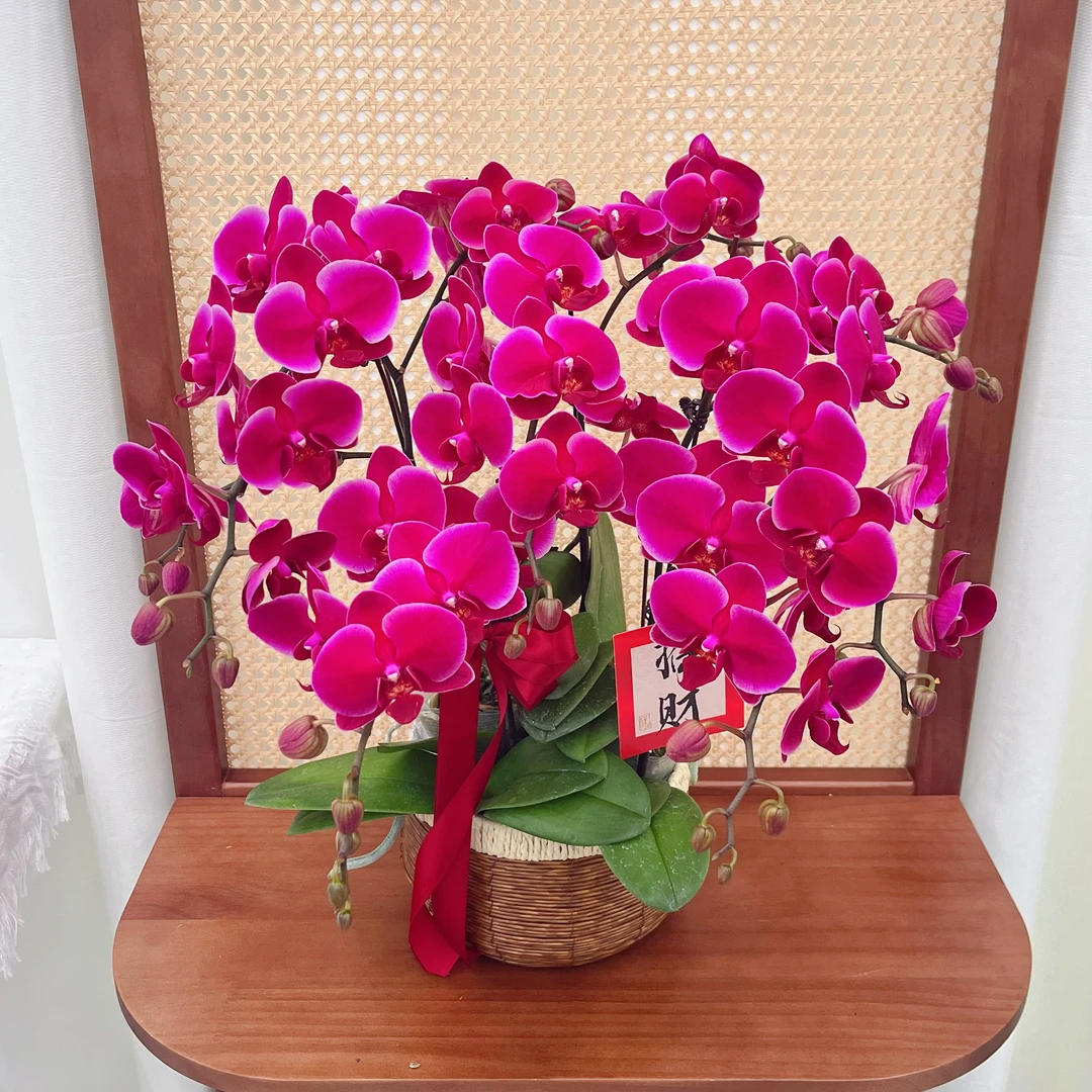 蝴蝶兰《香山玫瑰》桌面花花 好养耐养美观 送礼乔迁 新手好养