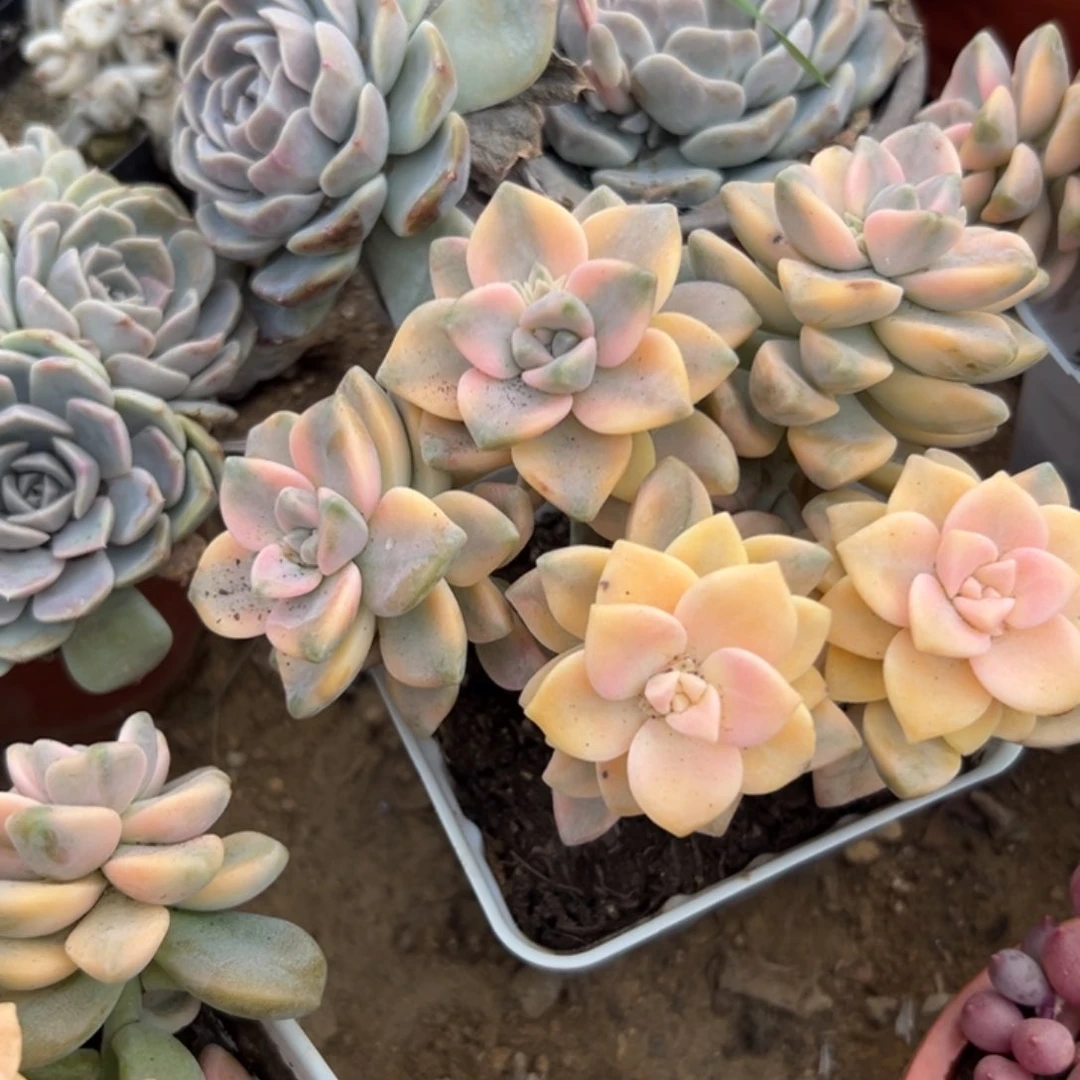 多肉植物美杏锦群