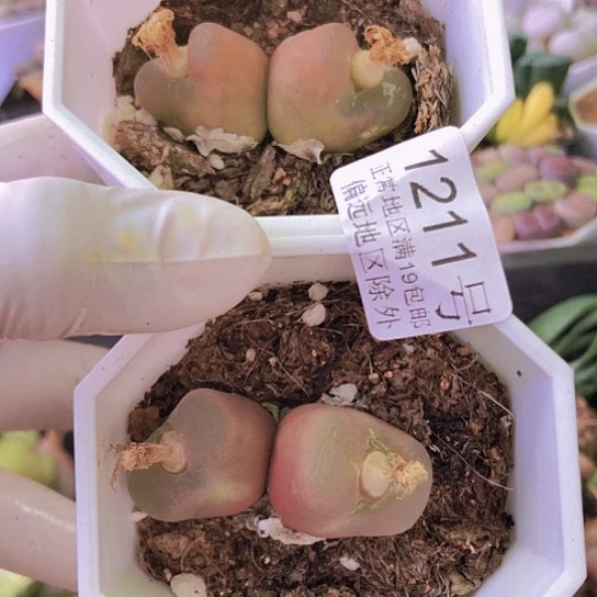 无花朵1211，如图微瑕