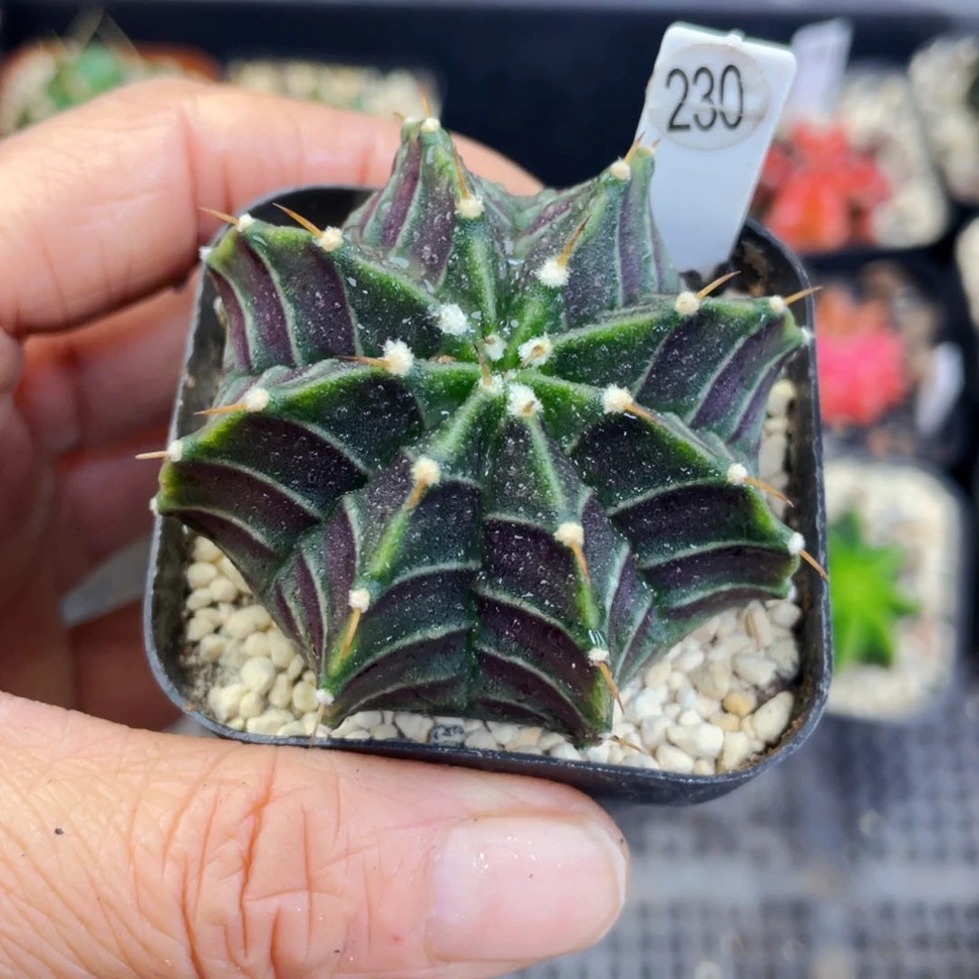 盆5公分满25包邮裸根发货