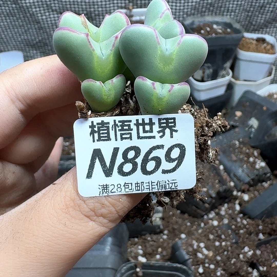 多肉植物的润泽法v