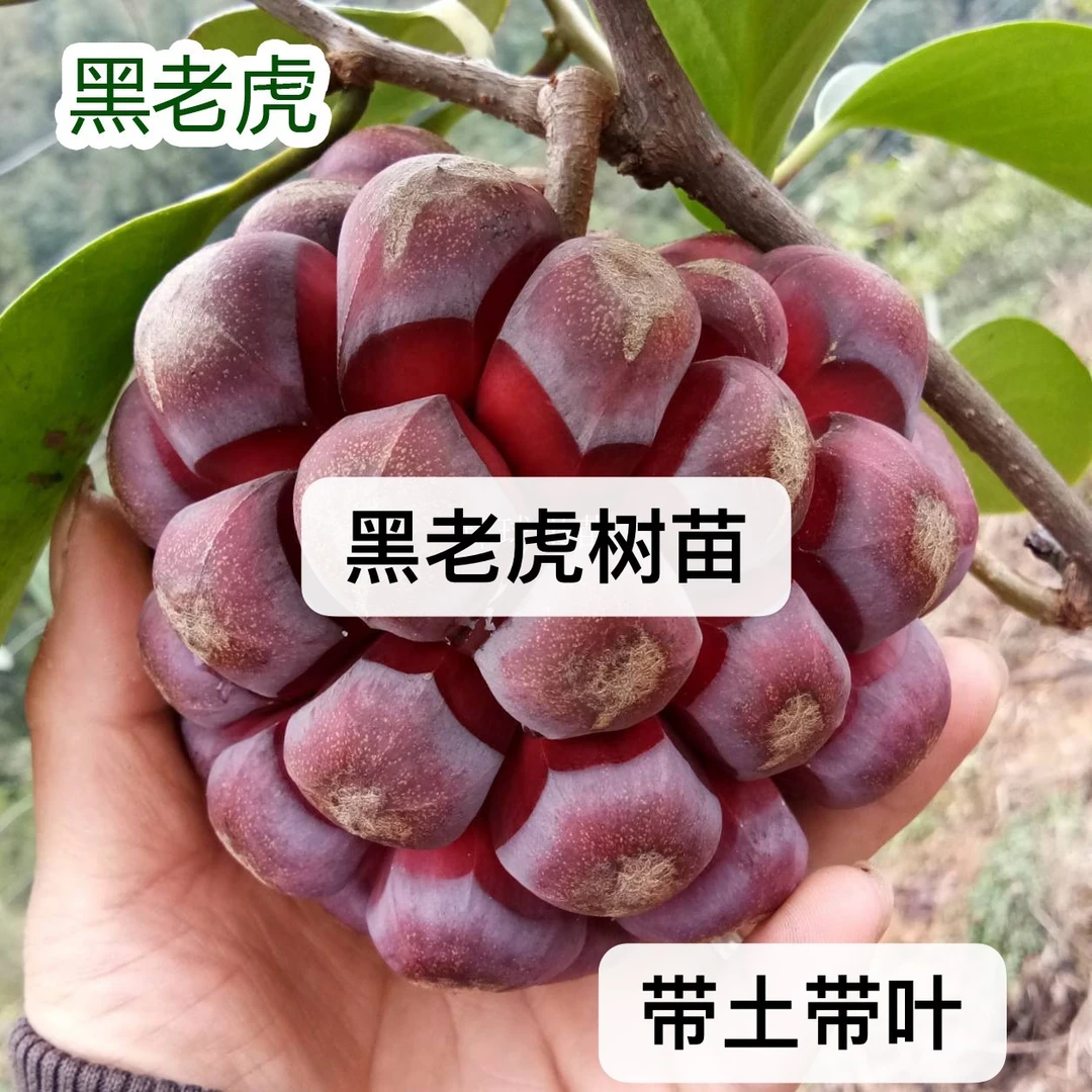 黑老虎苗矮化品种带土带叶