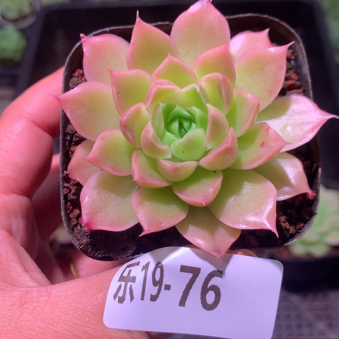 乐然19-76 迈凯伦