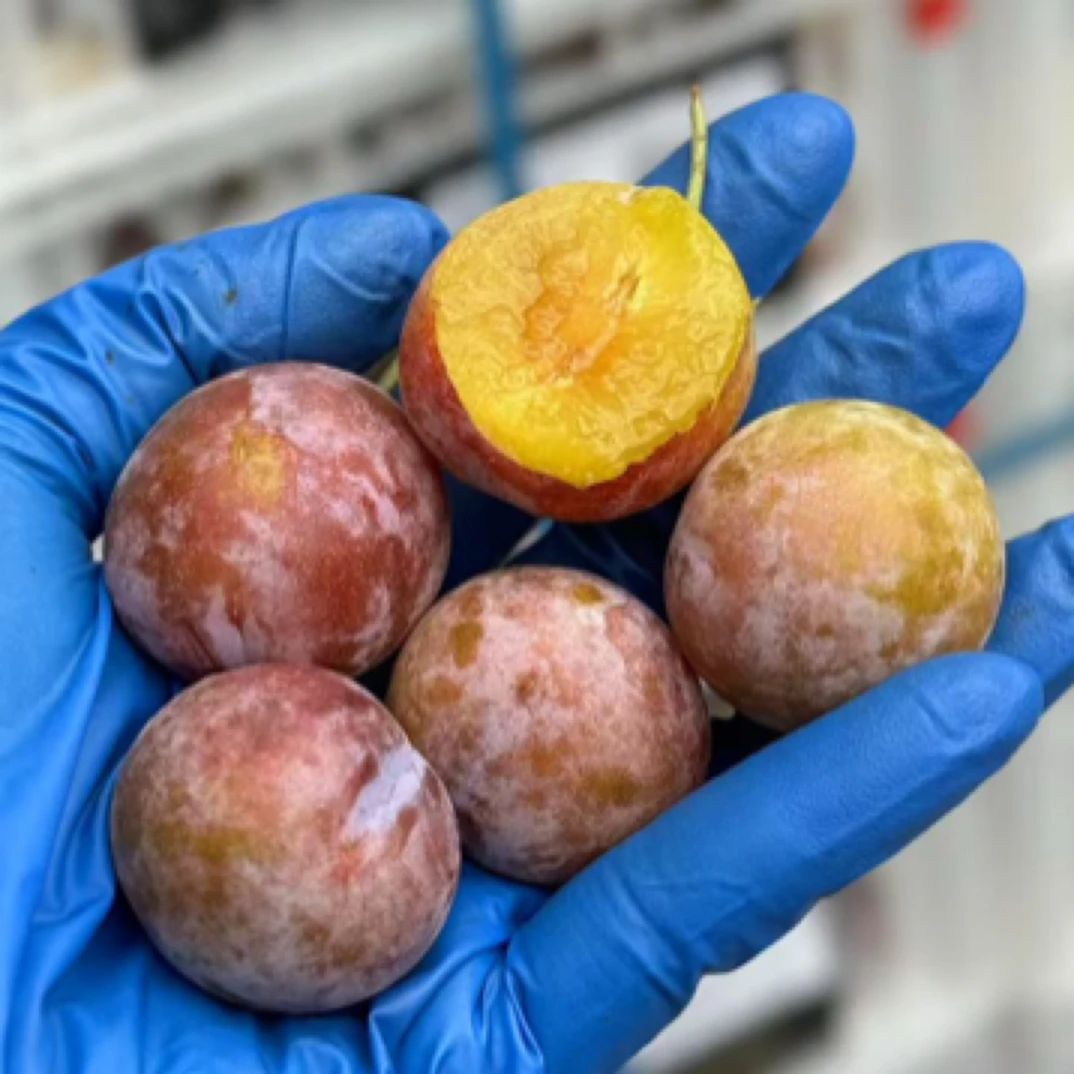 【万邦直发】智利西梅爆汁甜