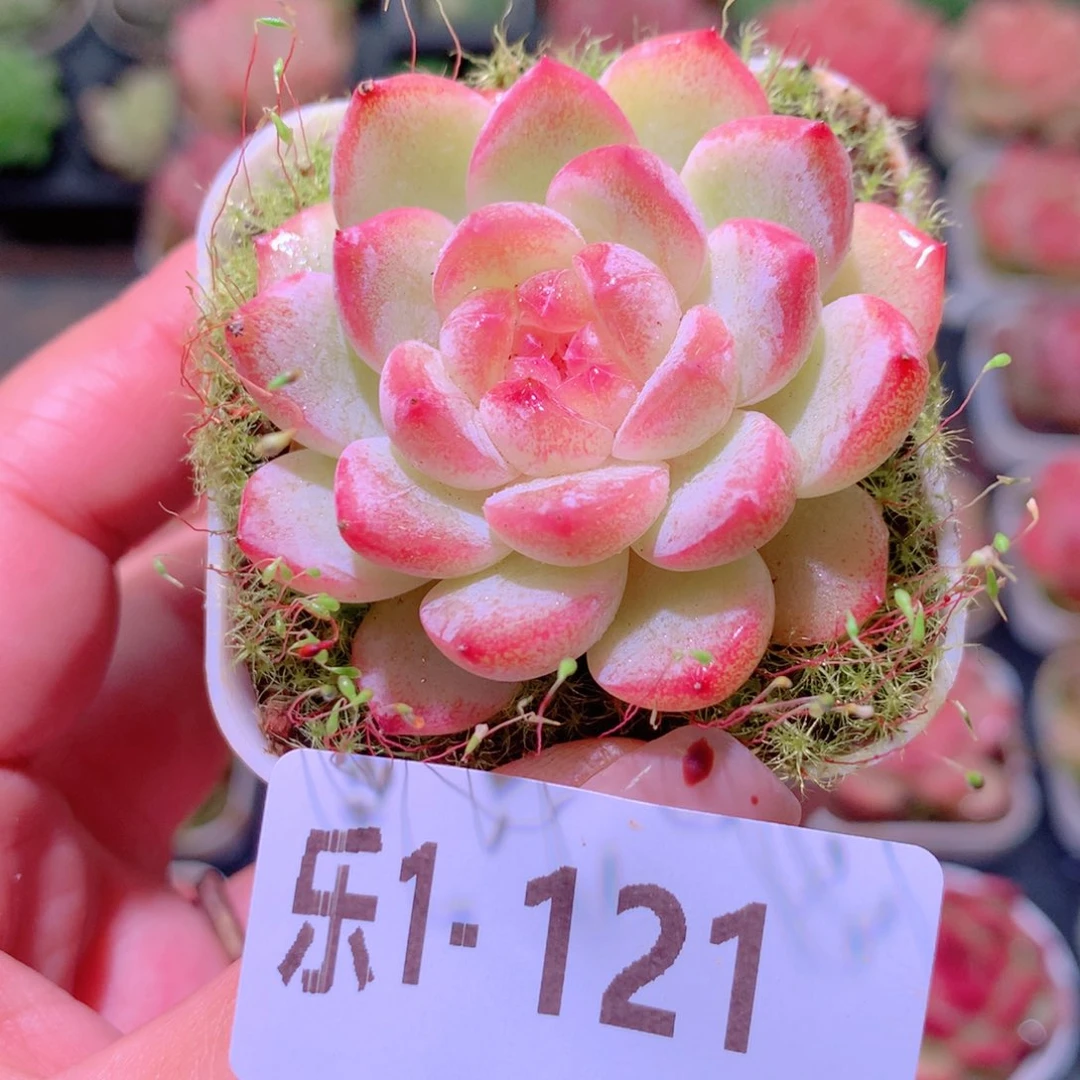 乐然1-121 新品 带盆土