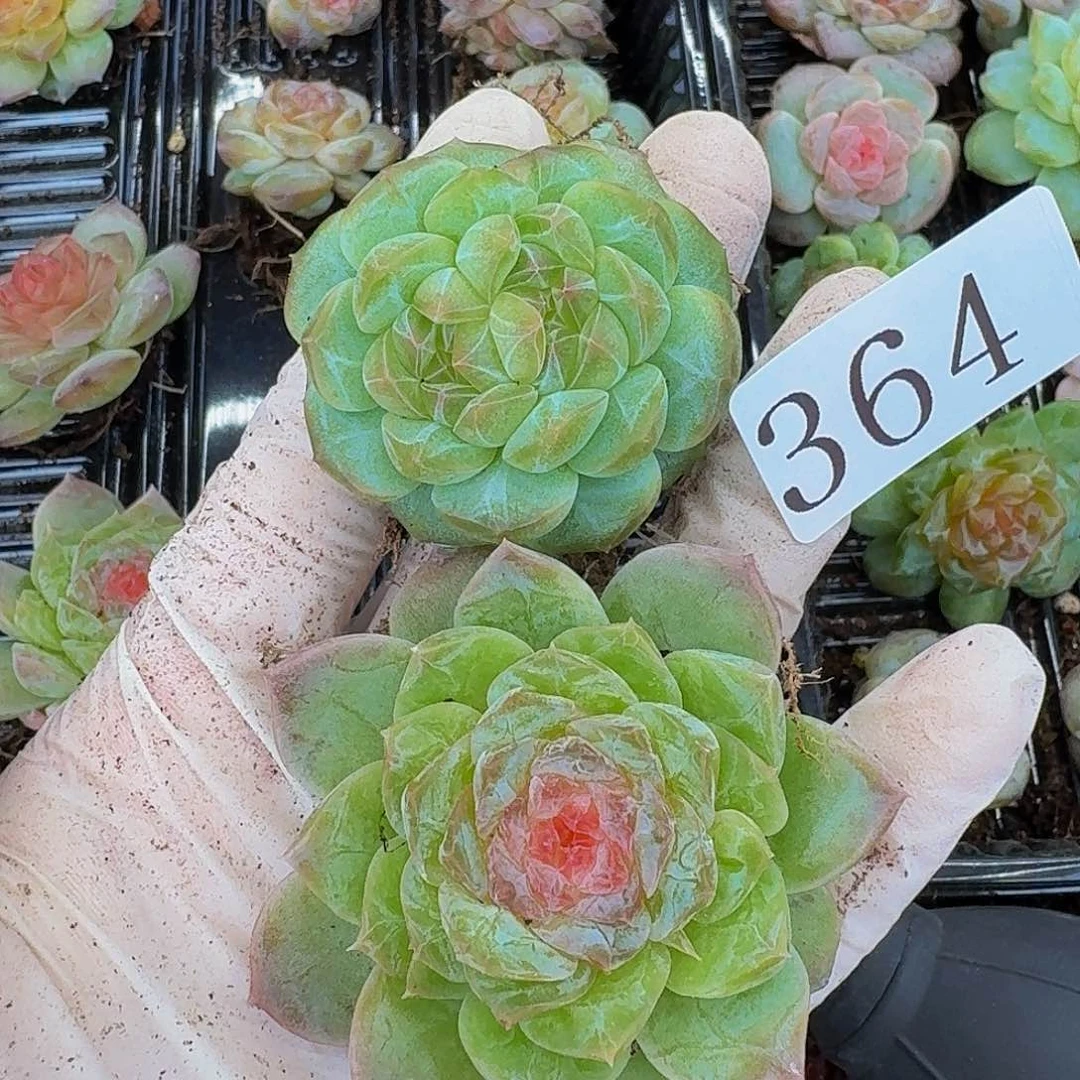 多肉植物多肉植物364