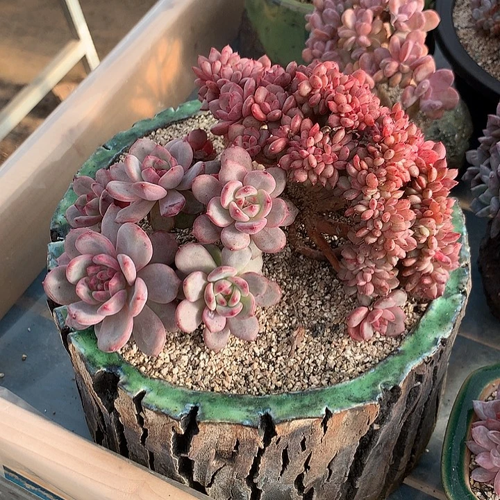 爱丽儿朵朵缀一体