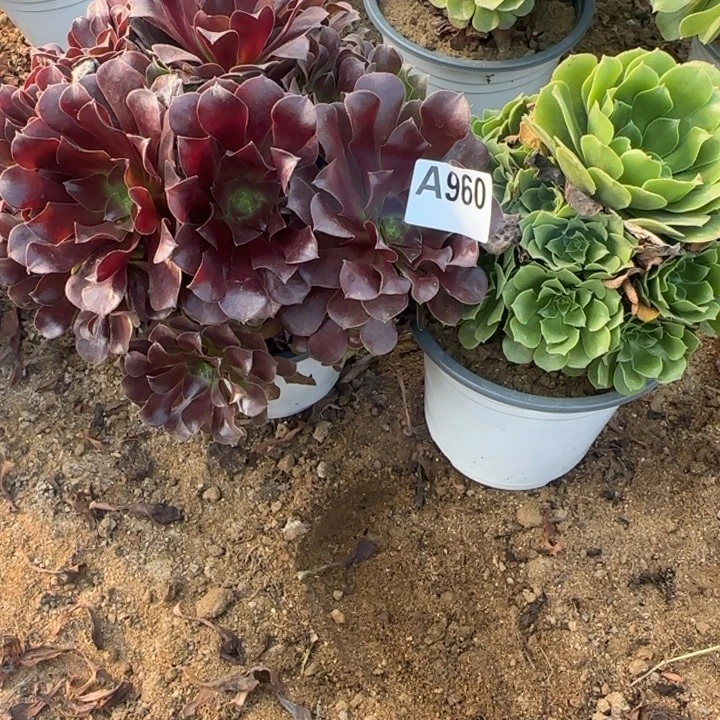 960 清棚处理不包断枝2