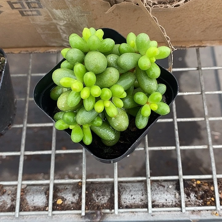 不***会开播前的一物一拍