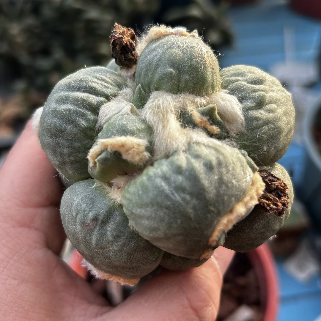 园艺仙人球/牡丹/蛋尤怒/c802