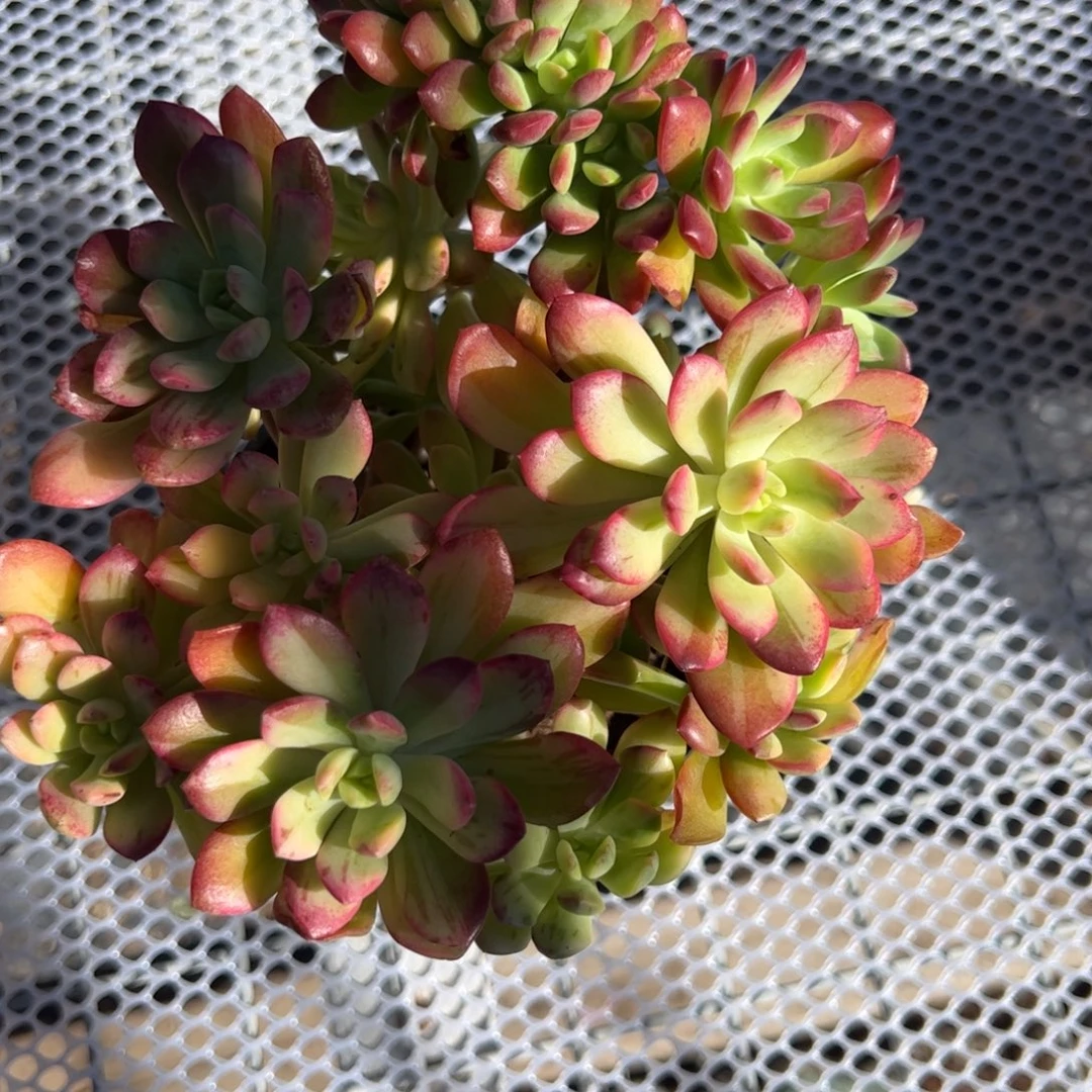 小叮当锦多肉植物精品