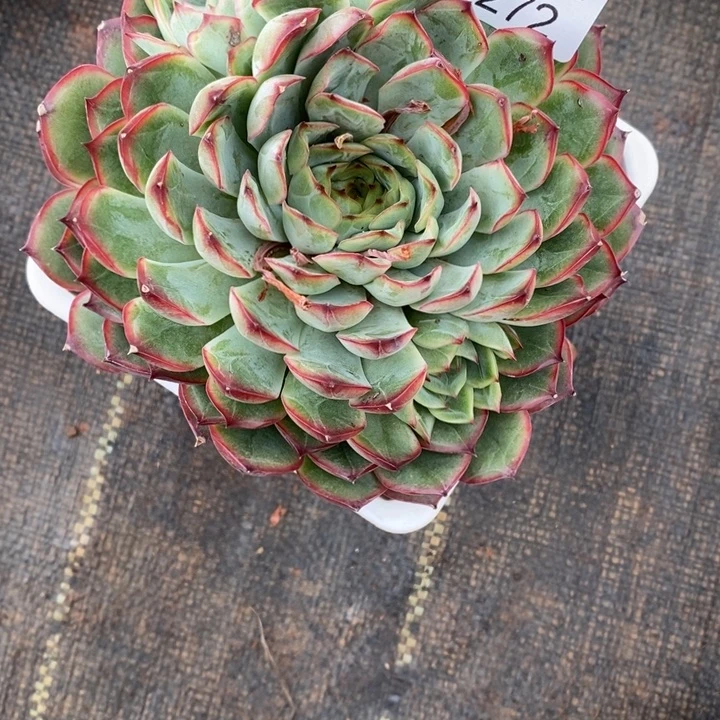 微****精品多肉植物0272