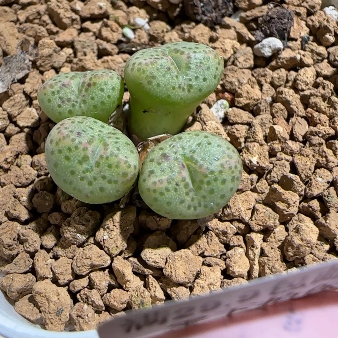 菜***姐肉锥多肉植物组合-1617