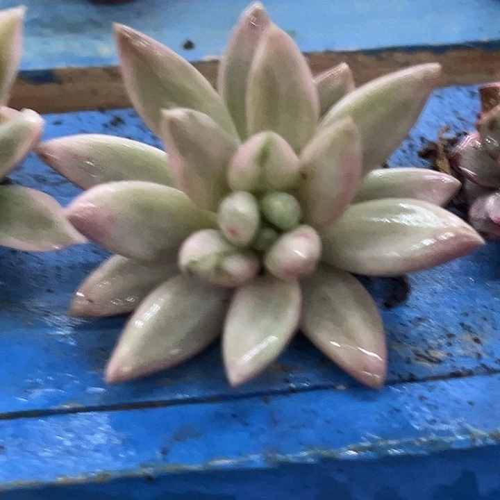 飘***零139专拍多肉植物哇啦塞，