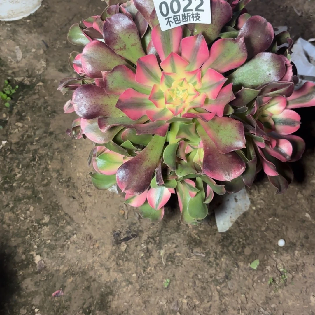 M. 0022香妃多肉11223