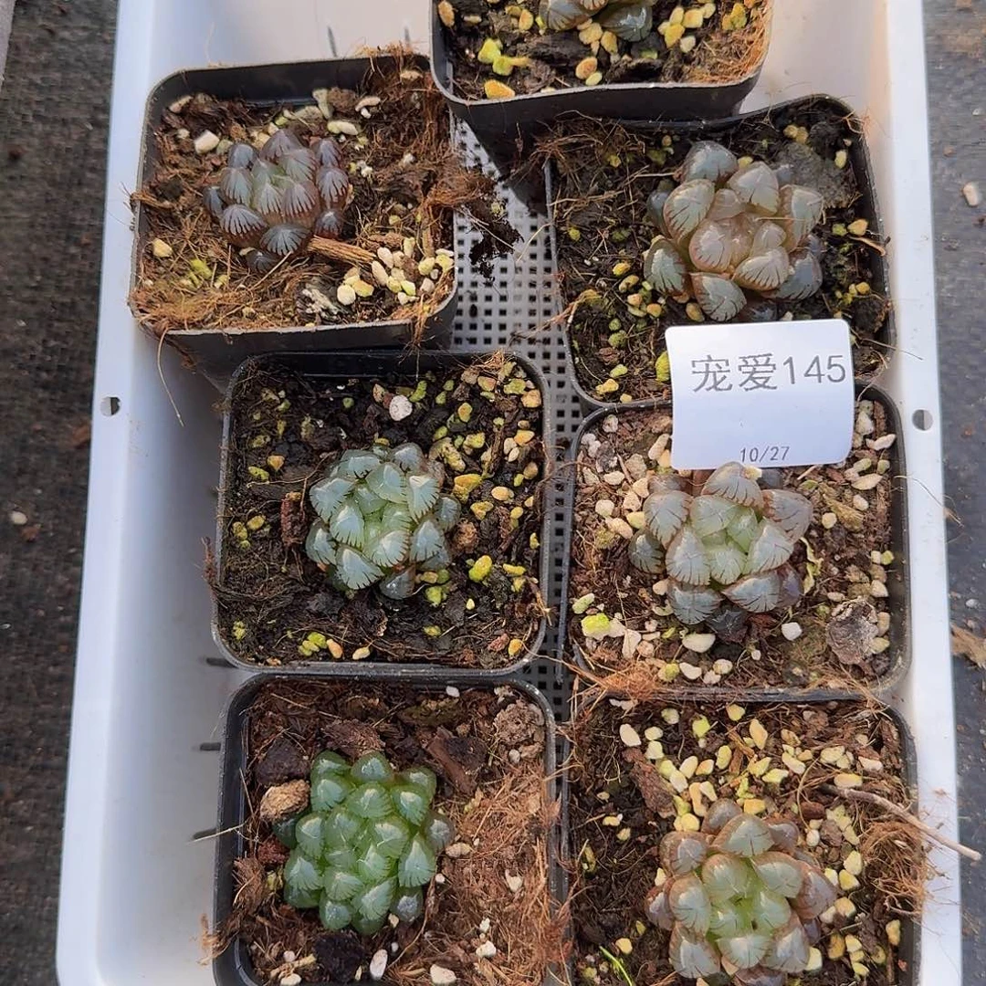 直播福利一物一拍145