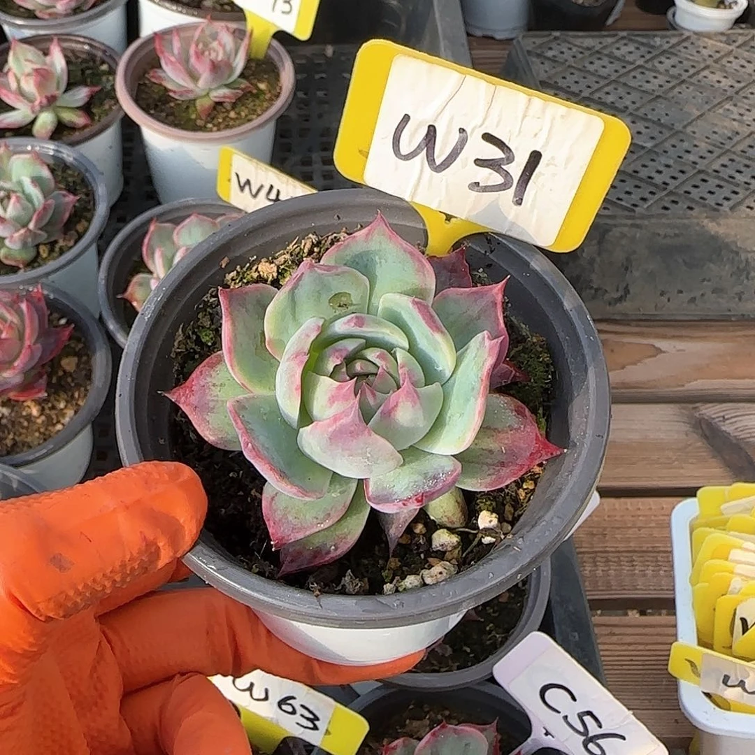 妄*W31惊鸿单头多肉