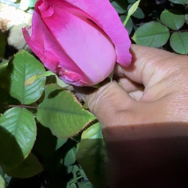 无花朵帕亚尔小苗