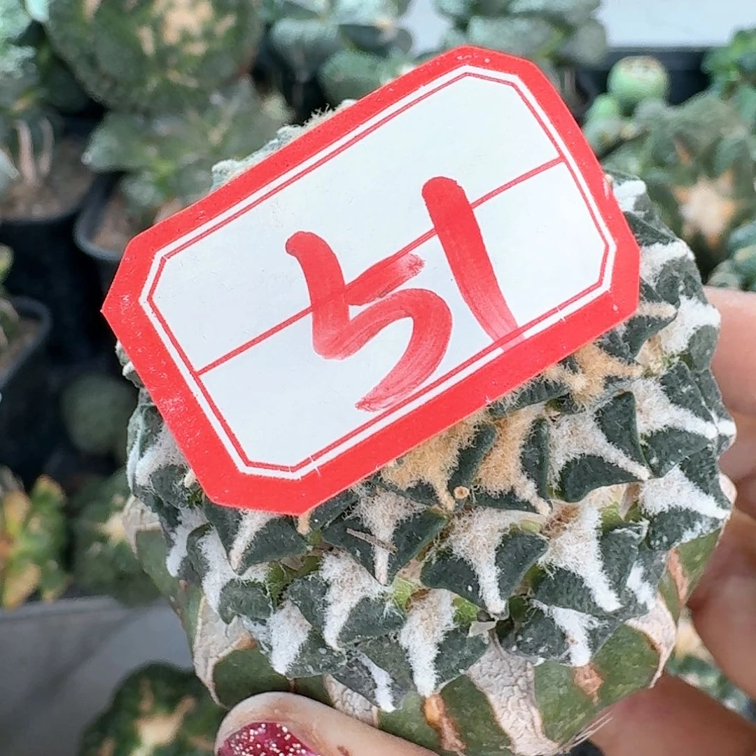 【闪购商品】无花朵本****づ馒头黑51