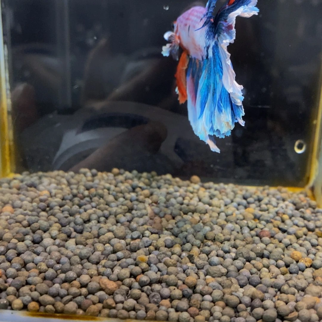 斗鱼165巨斗111111