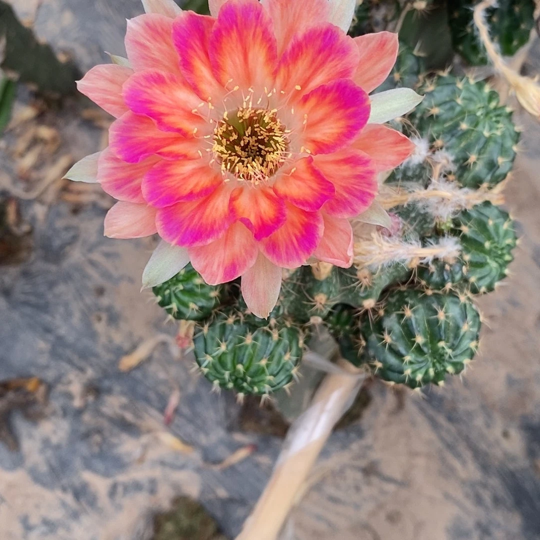 无花朵丽 花公子侧芽4公分左右