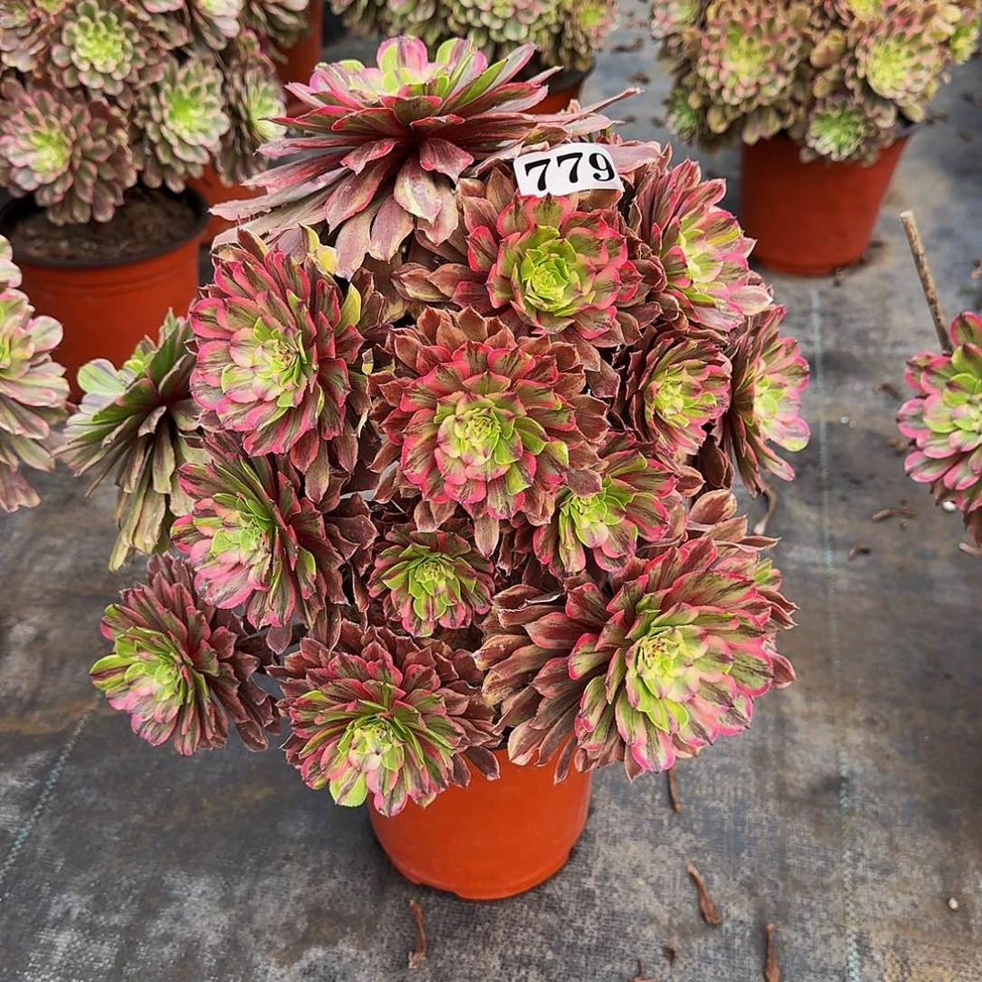 0000779花脸粉黛多肉植物