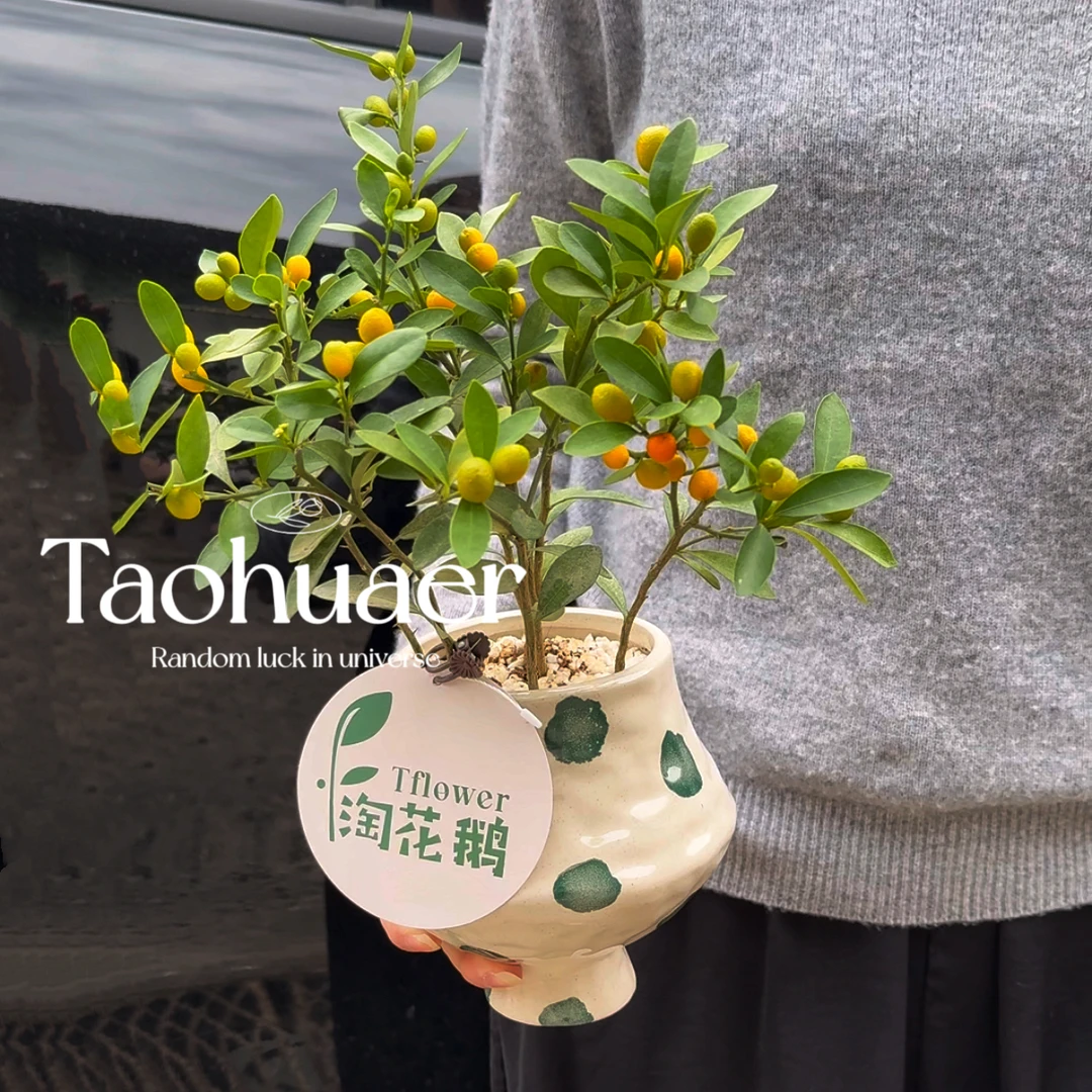 【小橘、春羽】人工养殖办公室内带果四季好养小绿植精致桌面摆件