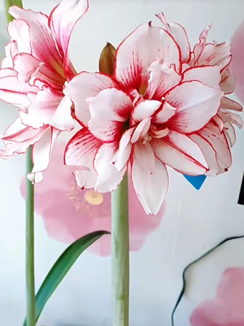 【霸王别姬】包对版朱顶红重瓣