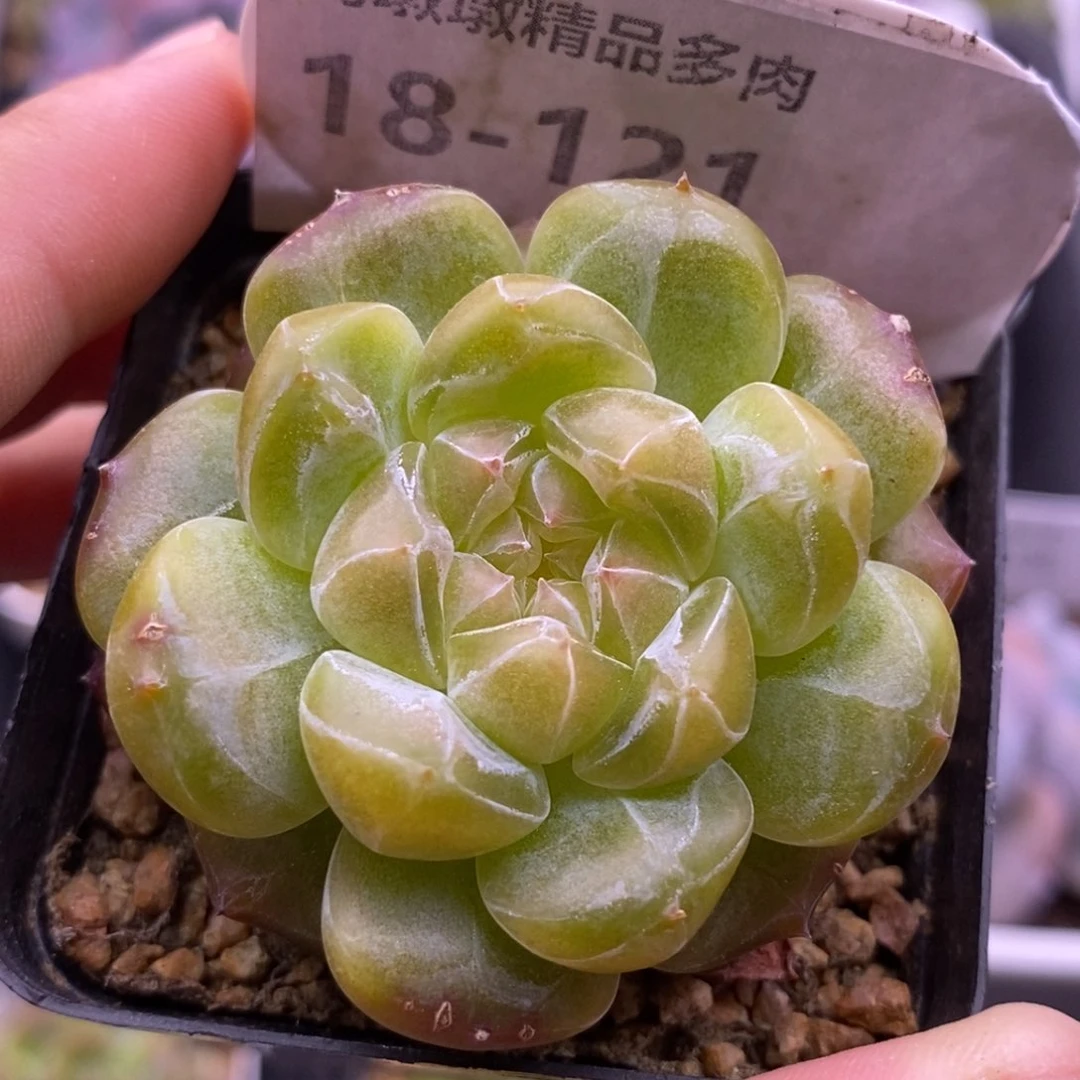 【闪购商品】18-121