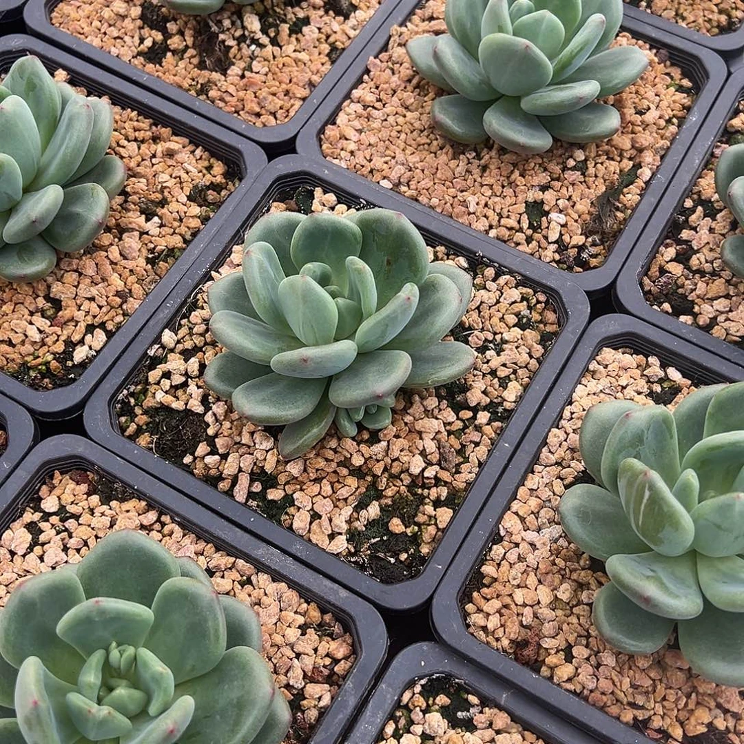 橘落美人单头10厘米可挑