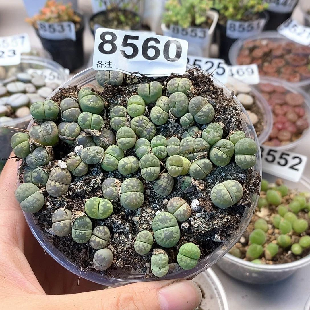 8560绿牙啊来咯哦啦